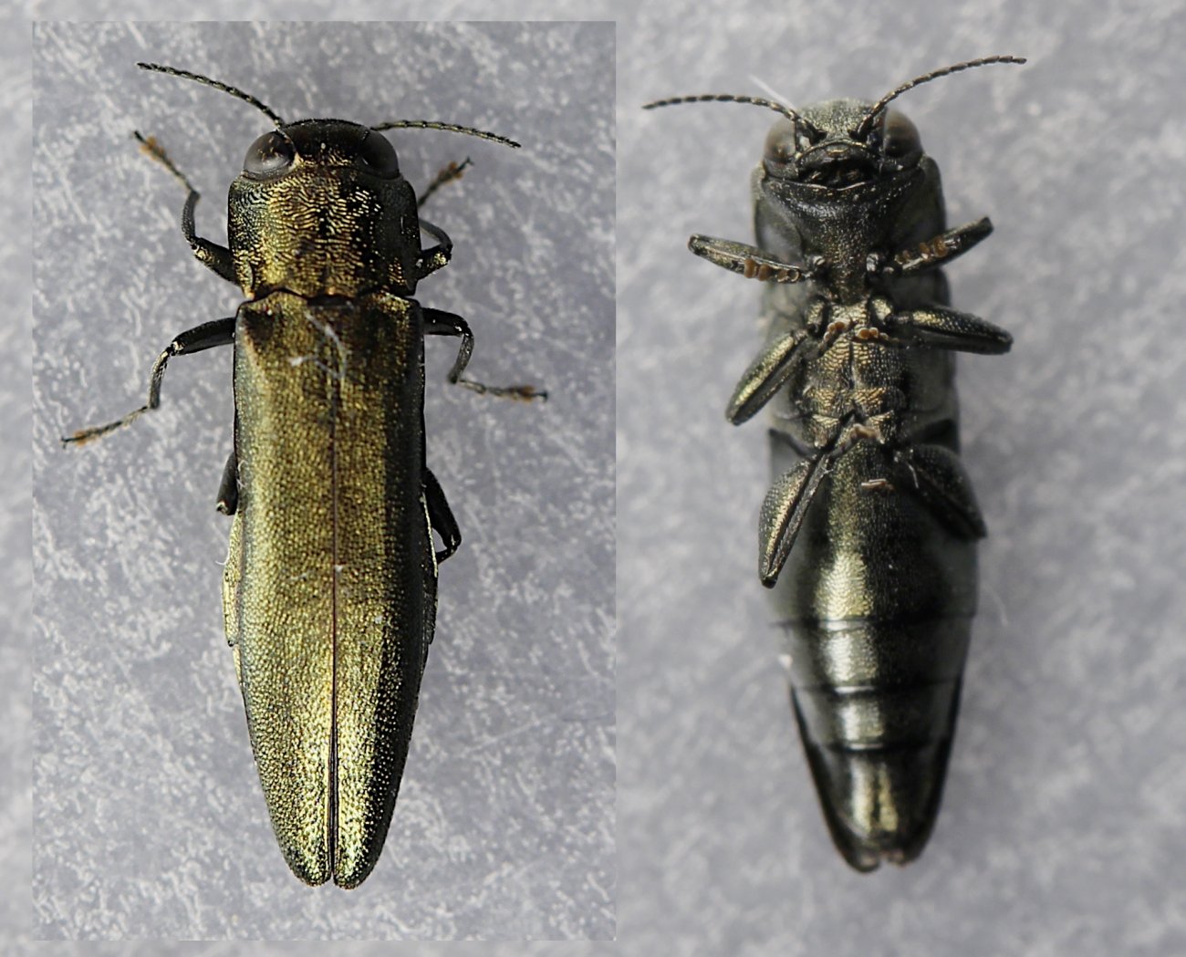 Michel Bertrand - Agrilus (Agrilus) viridis - réf. 256955 (1300 x 1049 pixels, 209 ko)