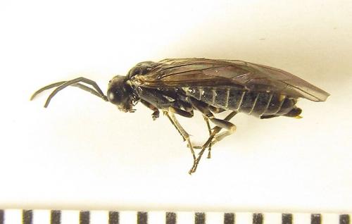 Empria longicornis