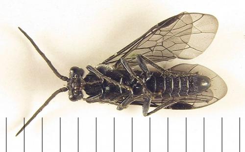 Dolerus sanguinicollis