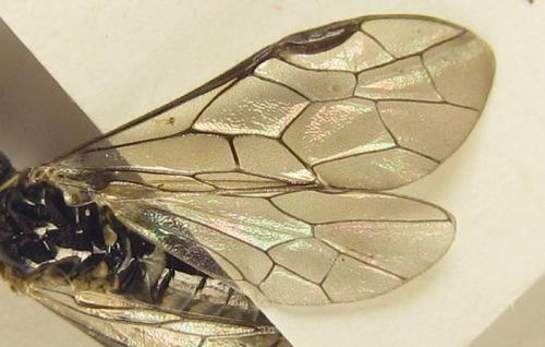 Réf. 257 802 : Empria longicornis