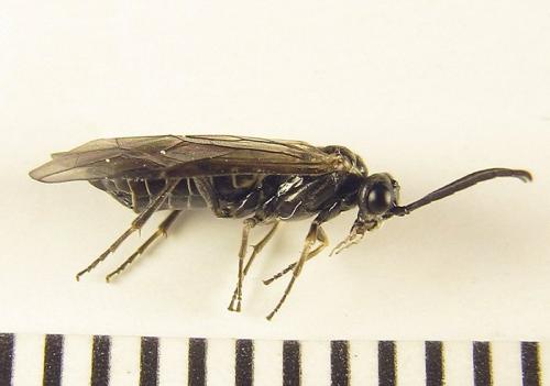 Empria longicornis