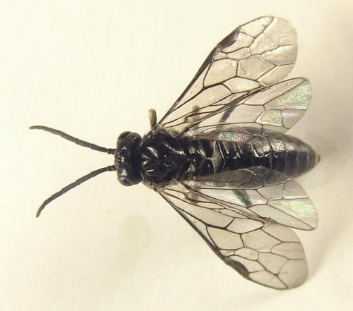 Empria liturata
