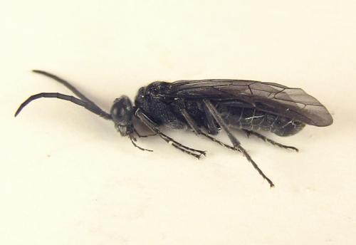 Dolerus sanguinicollis