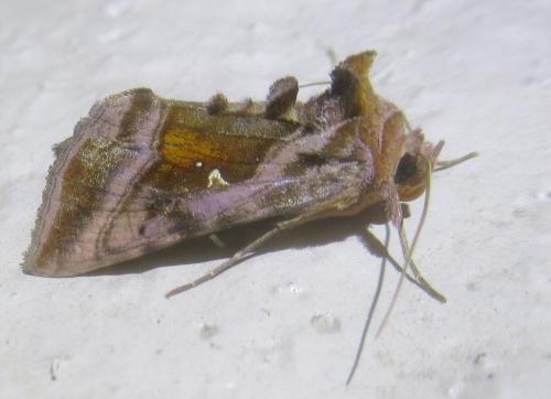 Autographa jota