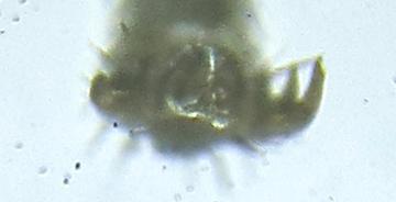 Empria longicornis
