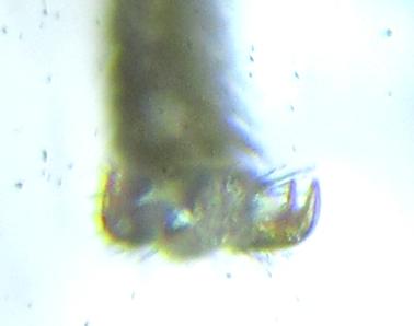 Réf. 257 819 : Empria longicornis