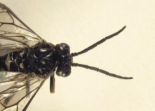 Réf. 257 833 : Empria liturata
