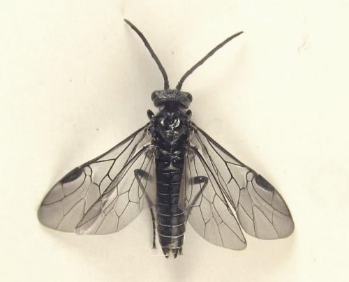 Dolerus sanguinicollis