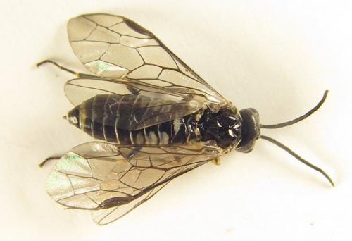 Empria longicornis