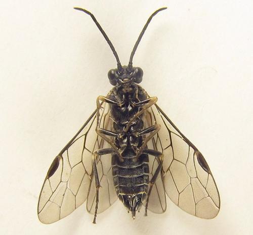 Empria longicornis