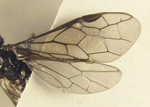 Réf. 257 834 : Empria liturata