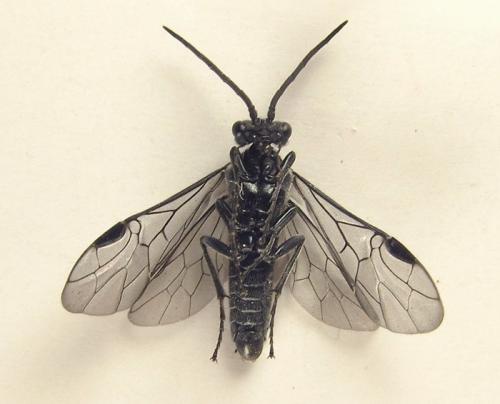 Dolerus sanguinicollis