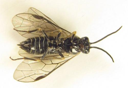 Empria longicornis
