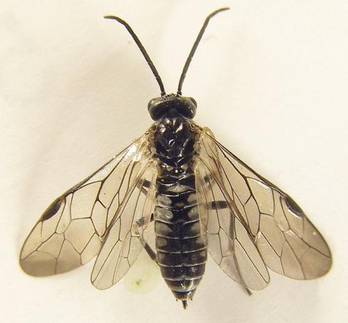 Réf. 257 821 : Empria longicornis