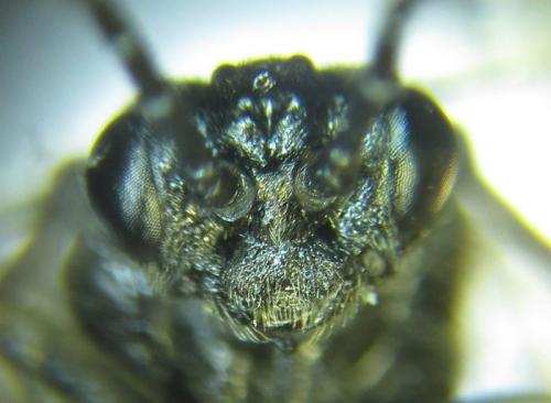 Réf. 257 835 : Empria liturata