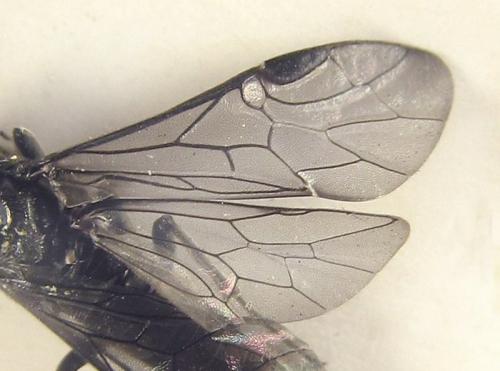 Dolerus sanguinicollis
