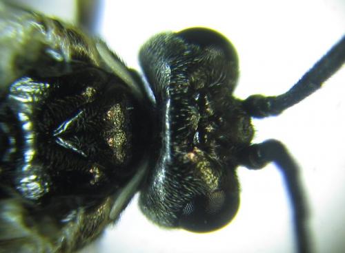 Empria longicornis