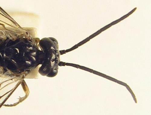 Réf. 257 822 : Empria longicornis
