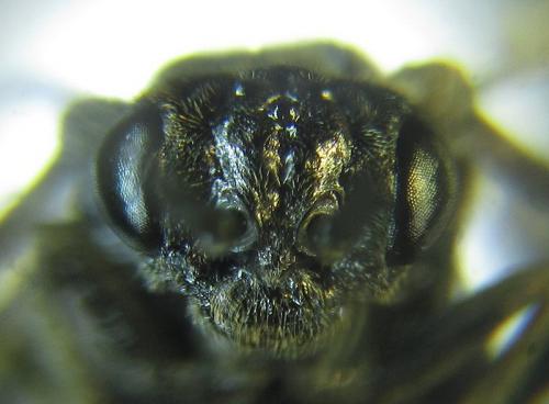 Réf. 257 836 : Empria liturata