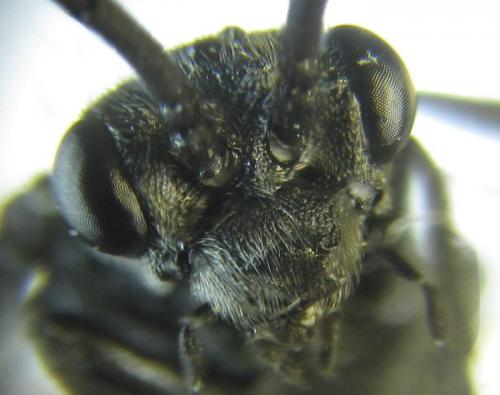 Dolerus sanguinicollis