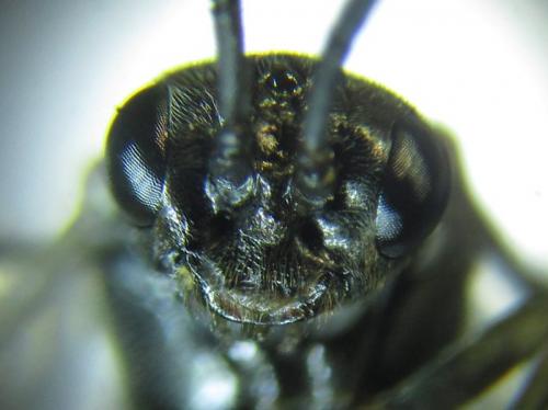 Empria longicornis