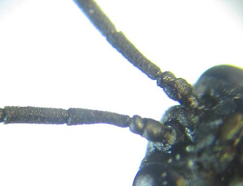 Empria longicornis