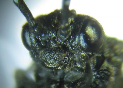 Réf. 257 837 : Empria liturata