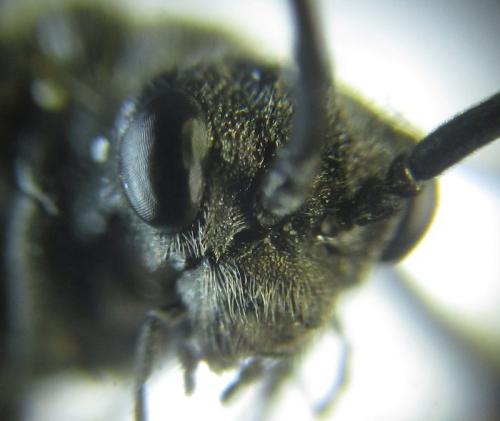 Dolerus sanguinicollis