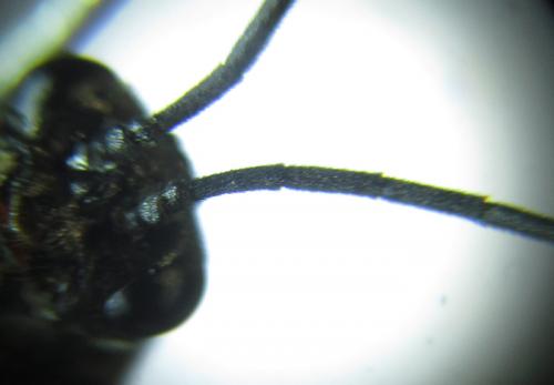 Empria longicornis