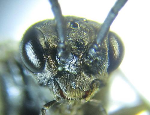 Réf. 257 824 : Empria longicornis