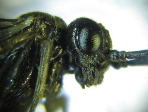Réf. 257 838 : Empria liturata