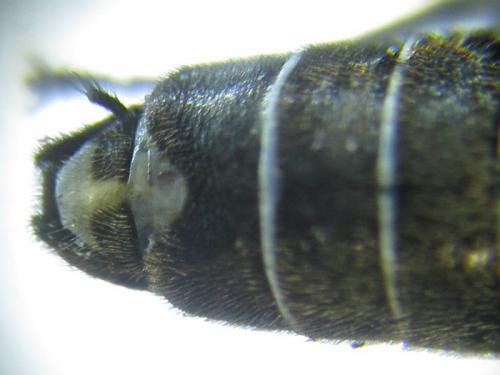 Dolerus sanguinicollis