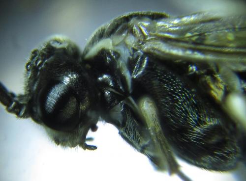 Réf. 257 809 : Empria longicornis