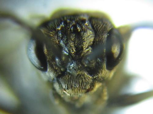 Empria longicornis
