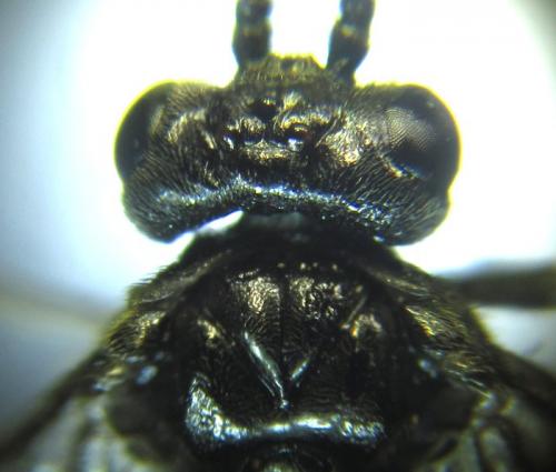 Réf. 257 839 : Empria liturata