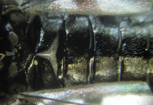 Dolerus sanguinicollis