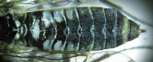 Empria longicornis
