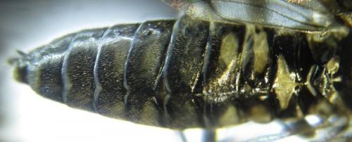 Réf. 257 840 : Empria liturata