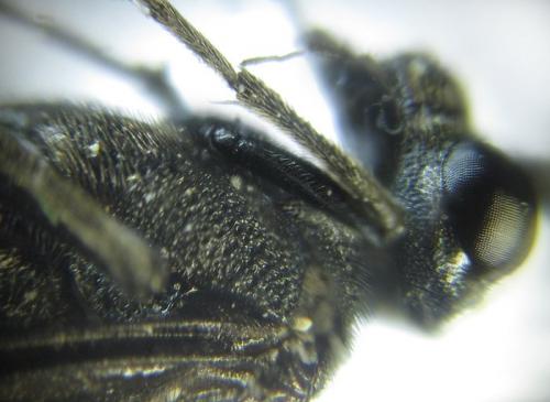 Dolerus sanguinicollis