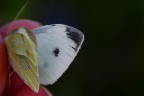 Réf. 257 936 : Pieris rapae