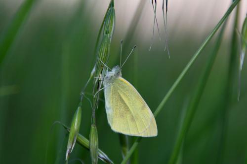 Pieris rapae