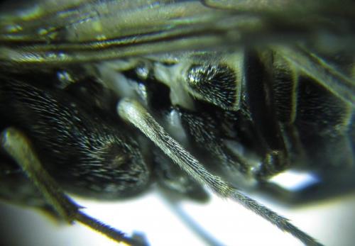 Empria longicornis