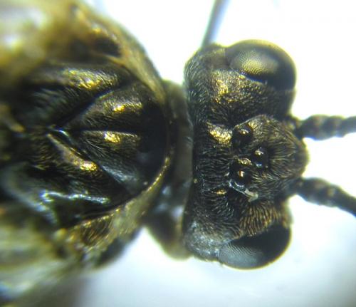 Empria longicornis