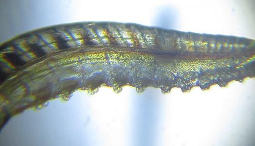 Empria liturata
