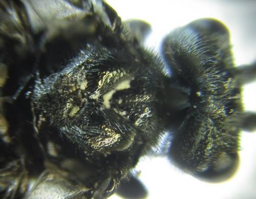 Dolerus sanguinicollis