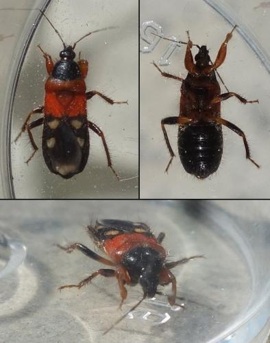 Prostemma sanguineum