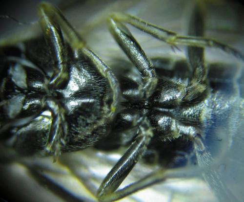 Empria longicornis