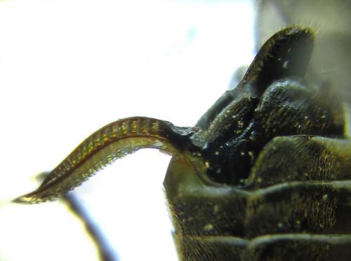 Empria longicornis