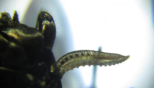 Empria liturata
