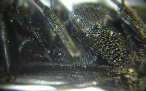 Dolerus sanguinicollis